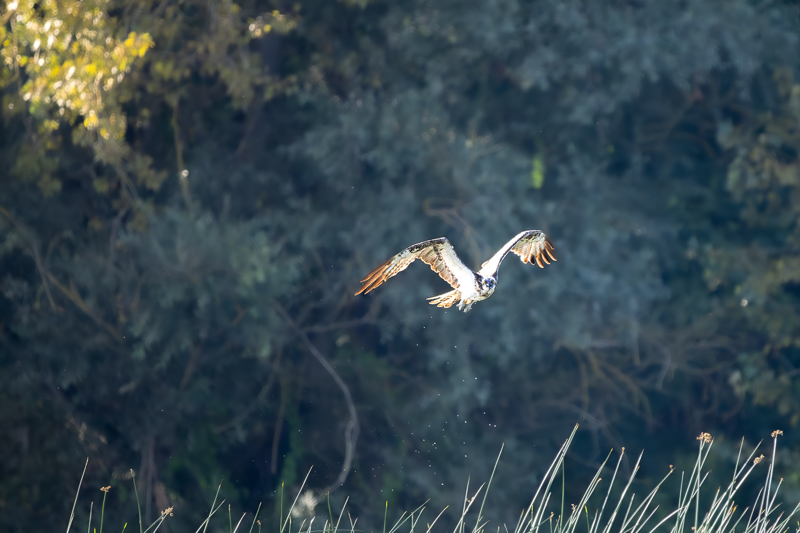 Balbuzard pêcheur en chasse 2