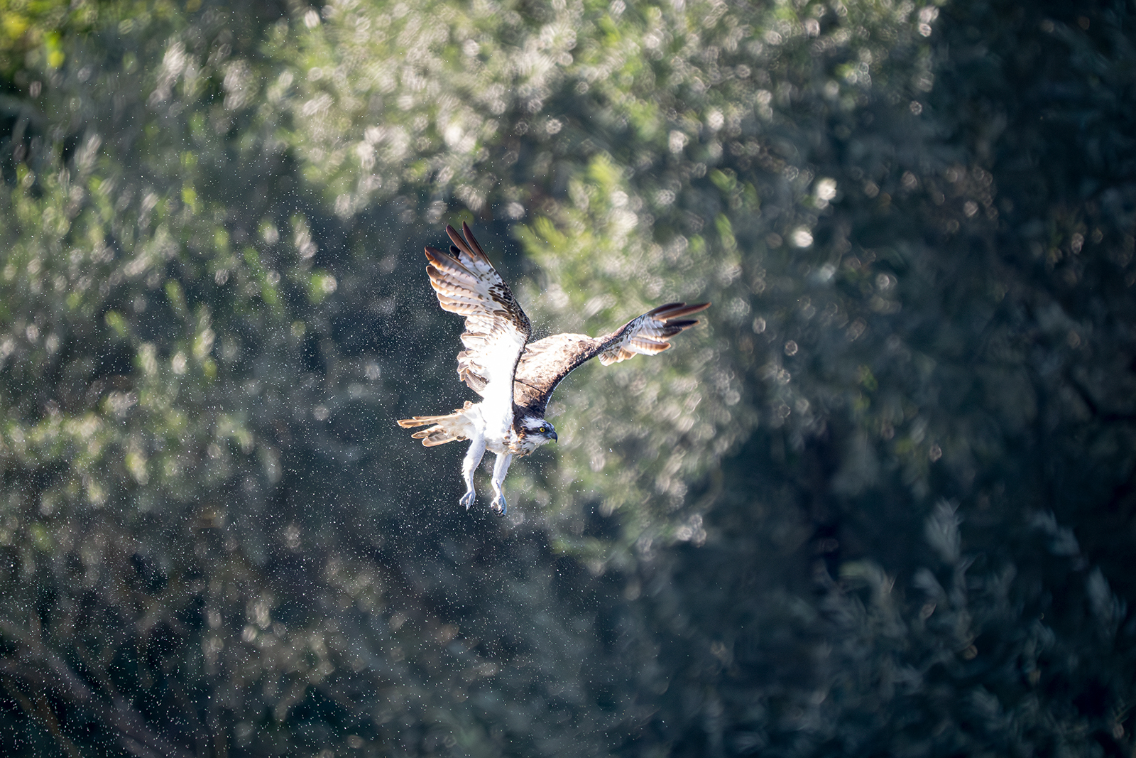Balbuzard pêcheur en chasse 3