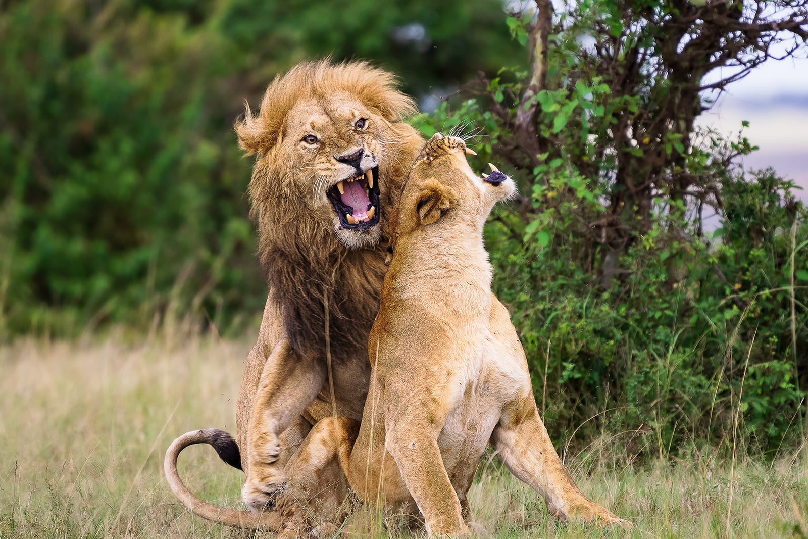 Couple royal