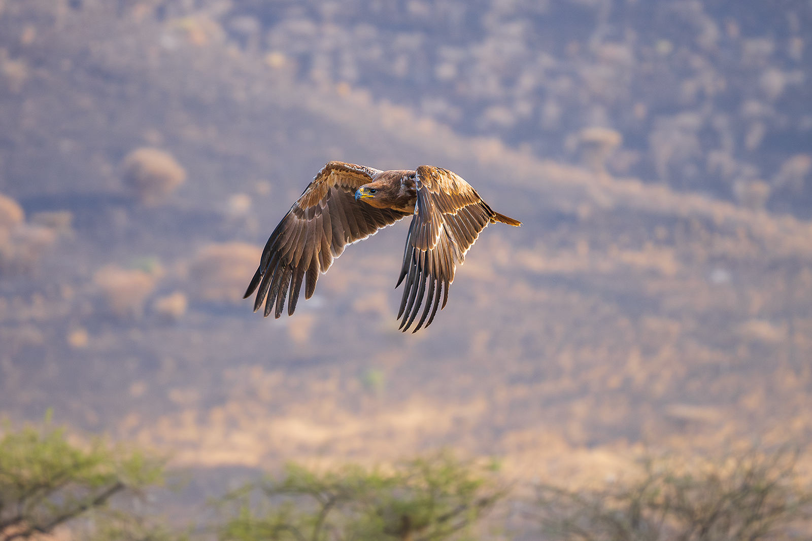 Eagle