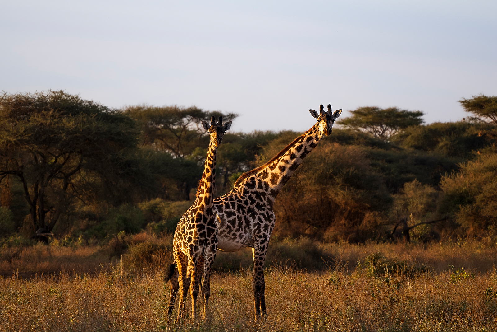 Girafe duo