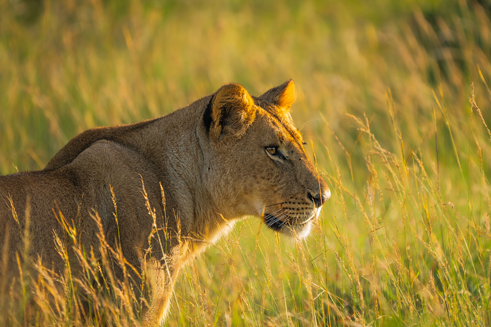 Golden Lioness