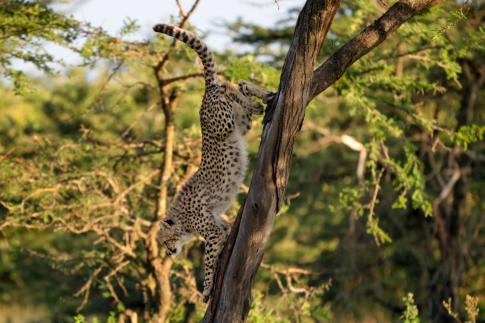 Guépard Acrobate