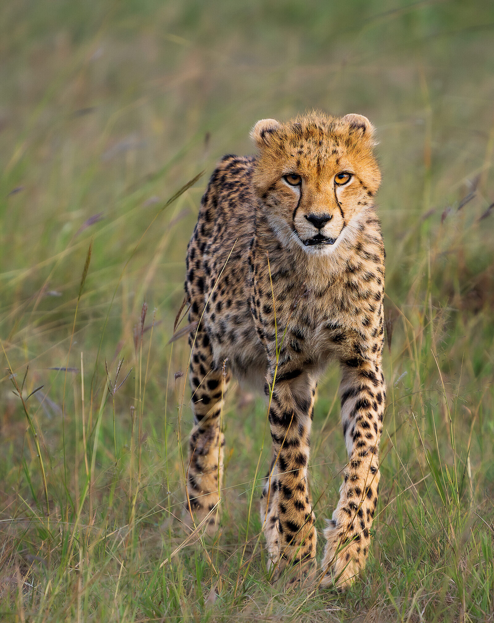 Jeune guépard