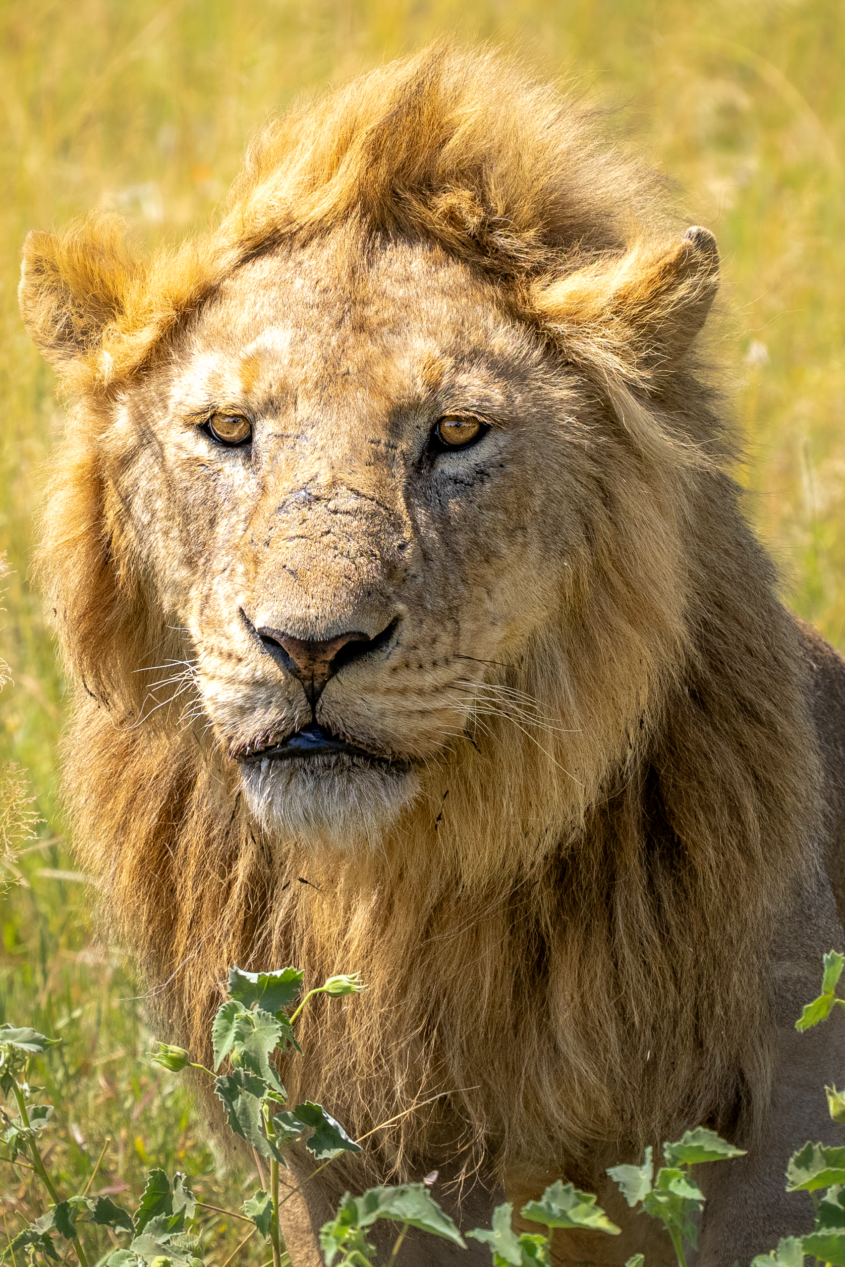 Lion