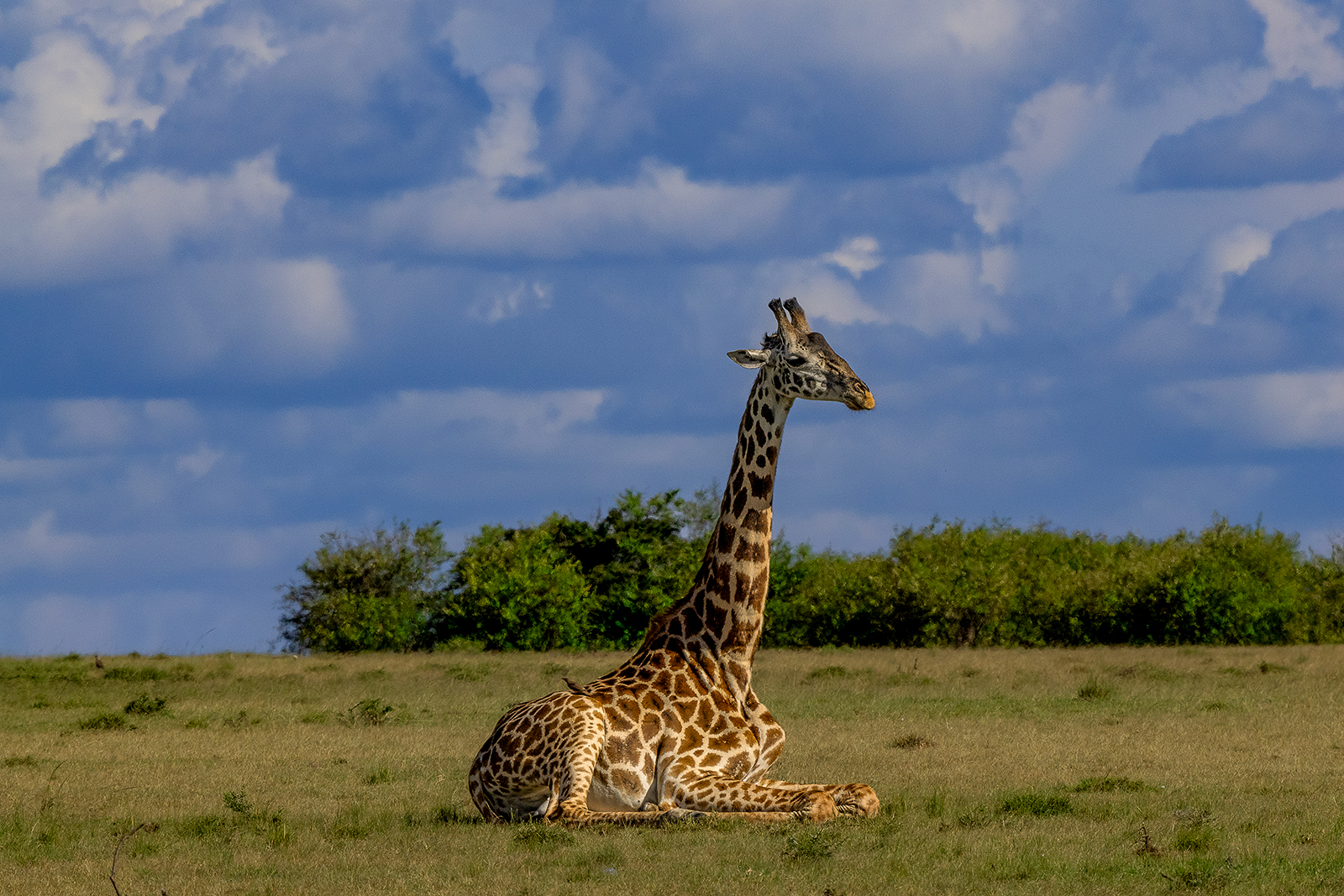 girafe au sol